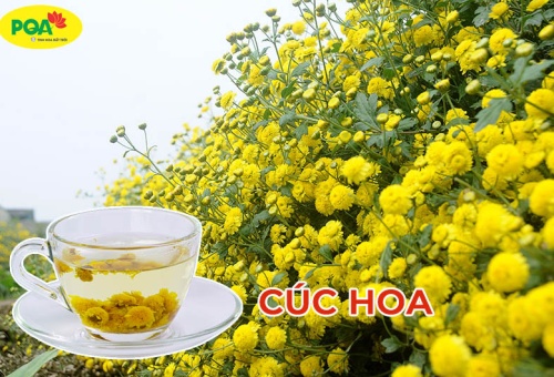 Cúc hoa: Những lợi ích chữa bệnh thần kỳ có thể bạn chưa biết